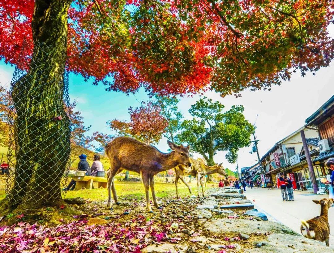 出国旅游去哪里好玩又便宜_旅游去哪里好玩又便宜_出国去哪儿玩便宜又好玩