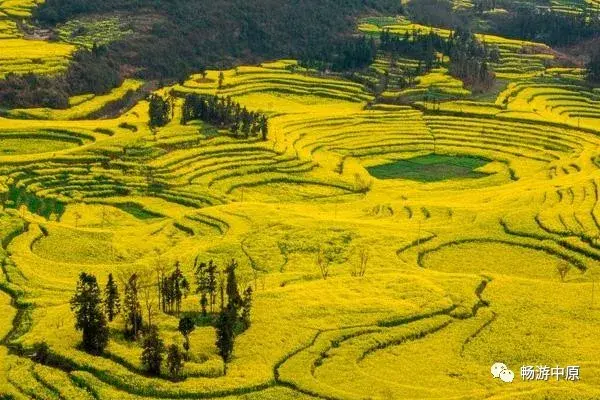 罗平漫山遍野的油菜花，你去过几个？