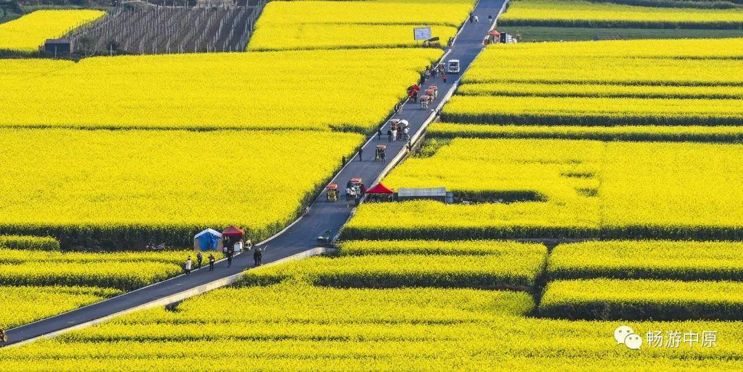 云南罗平油菜花节旅游攻略_云南省曲靖市罗平县油菜花景点_云南罗平油菜花介绍