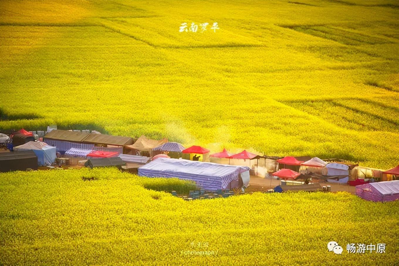 云南省曲靖市罗平县油菜花景点_云南罗平油菜花节旅游攻略_云南罗平油菜花介绍