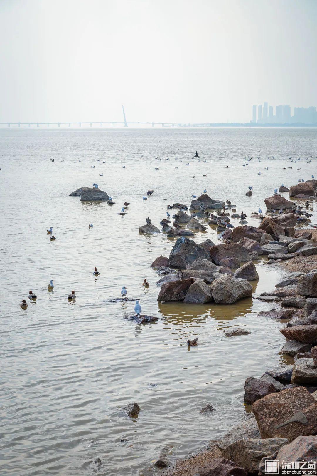 深圳好玩的景点排名榜旅游攻略_深圳必玩景点排名_深圳市好玩的景点