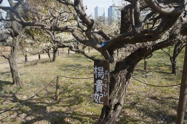 京都一天游玩攻略_澳门一天游玩攻略_梵净山一天游玩攻略