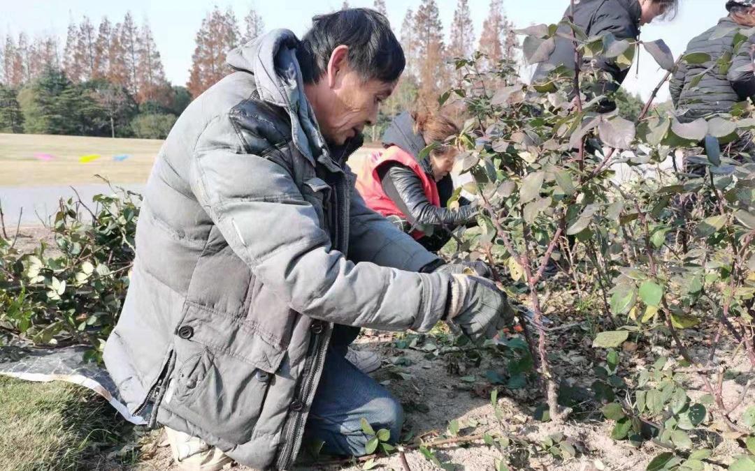 滨江森林公园游玩攻略_切花月季的修剪_顾村公园森林漫步园