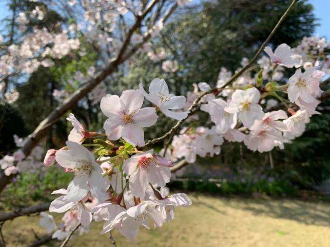 切花月季的修剪_滨江森林公园游玩攻略_顾村公园森林漫步园