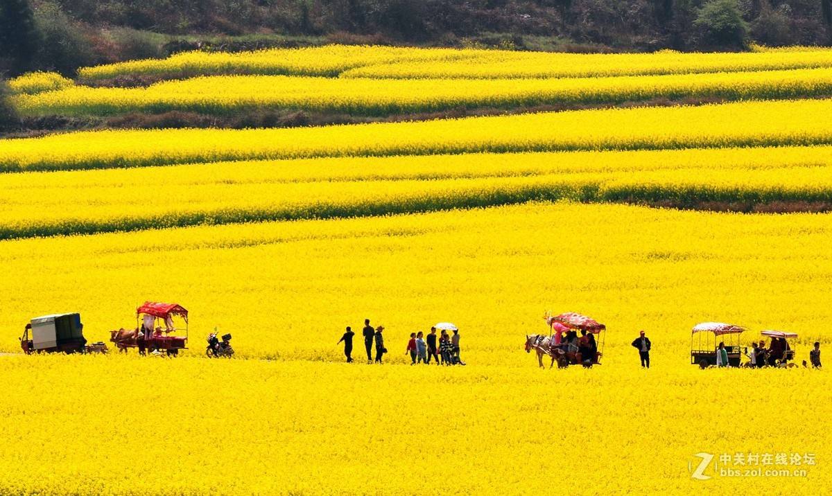 云南罗平油菜花节旅游攻略_云南省曲靖市罗平县油菜花景点_云南罗平油菜花介绍