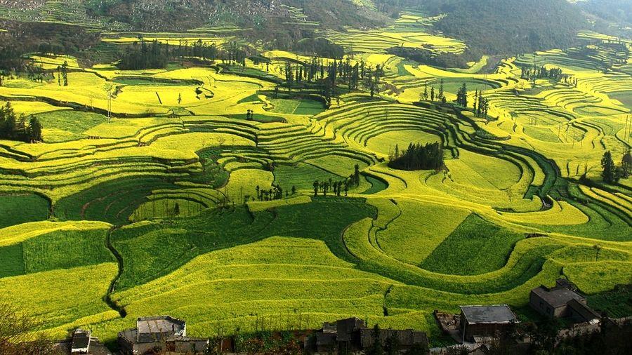 云南罗平油菜花节旅游攻略_云南罗平油菜花介绍_云南省曲靖市罗平县油菜花景点