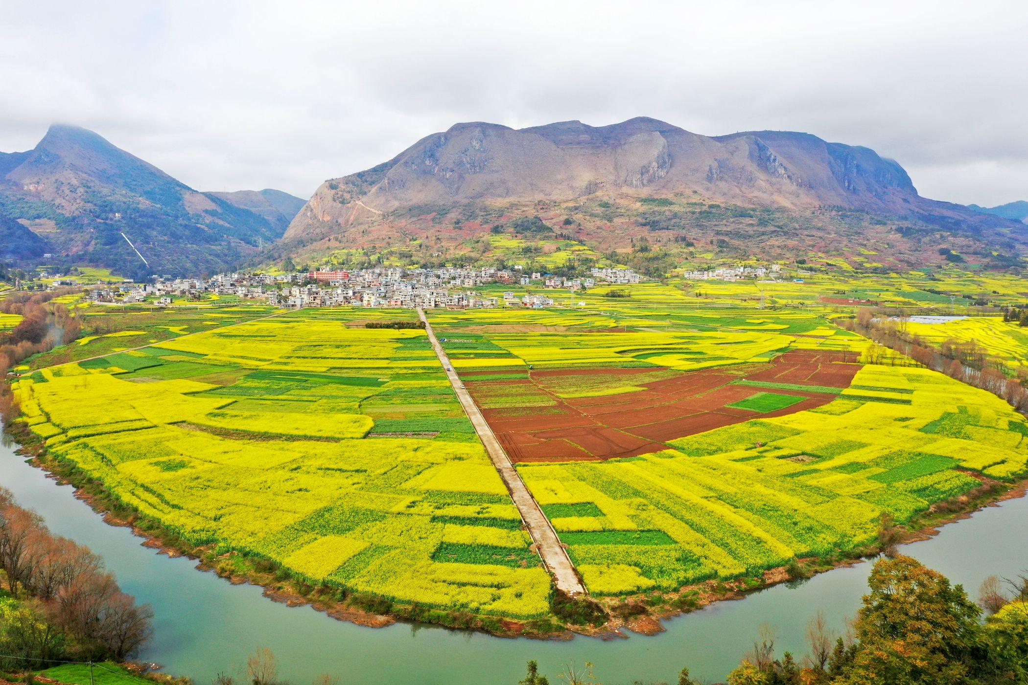 云南罗平油菜花节旅游攻略_云南罗平油菜花期图片_云南的罗平油菜花开了吗