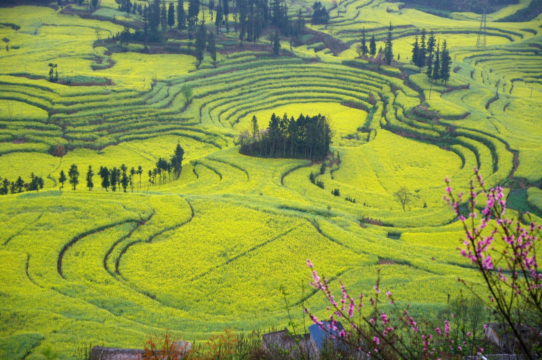 云南的罗平油菜花开了吗_云南罗平油菜花节旅游攻略_云南罗平油菜花期图片