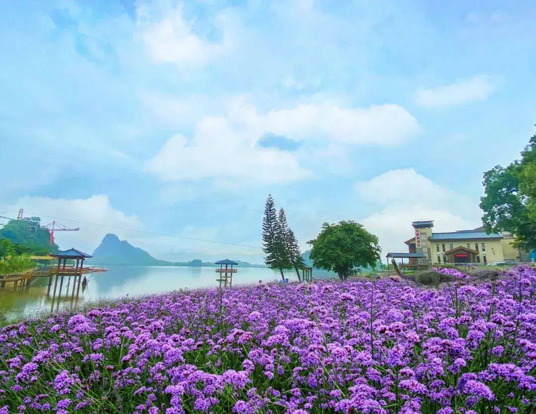 桐庐荻浦村花海怎么走_桐庐荻浦花海11月_桐庐荻浦花海旅游攻略