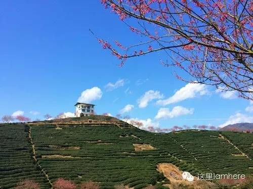 龙岩红尖山旅游攻略 樱花盛开的时候，你去过几个？