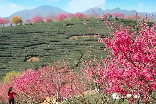 龙岩红尖山旅游攻略_龙岩红尖山 张玉宝_龙岩至漳平红尖山