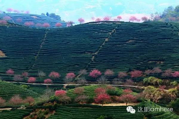 龙岩红尖山 张玉宝_龙岩红尖山旅游攻略_龙岩至漳平红尖山