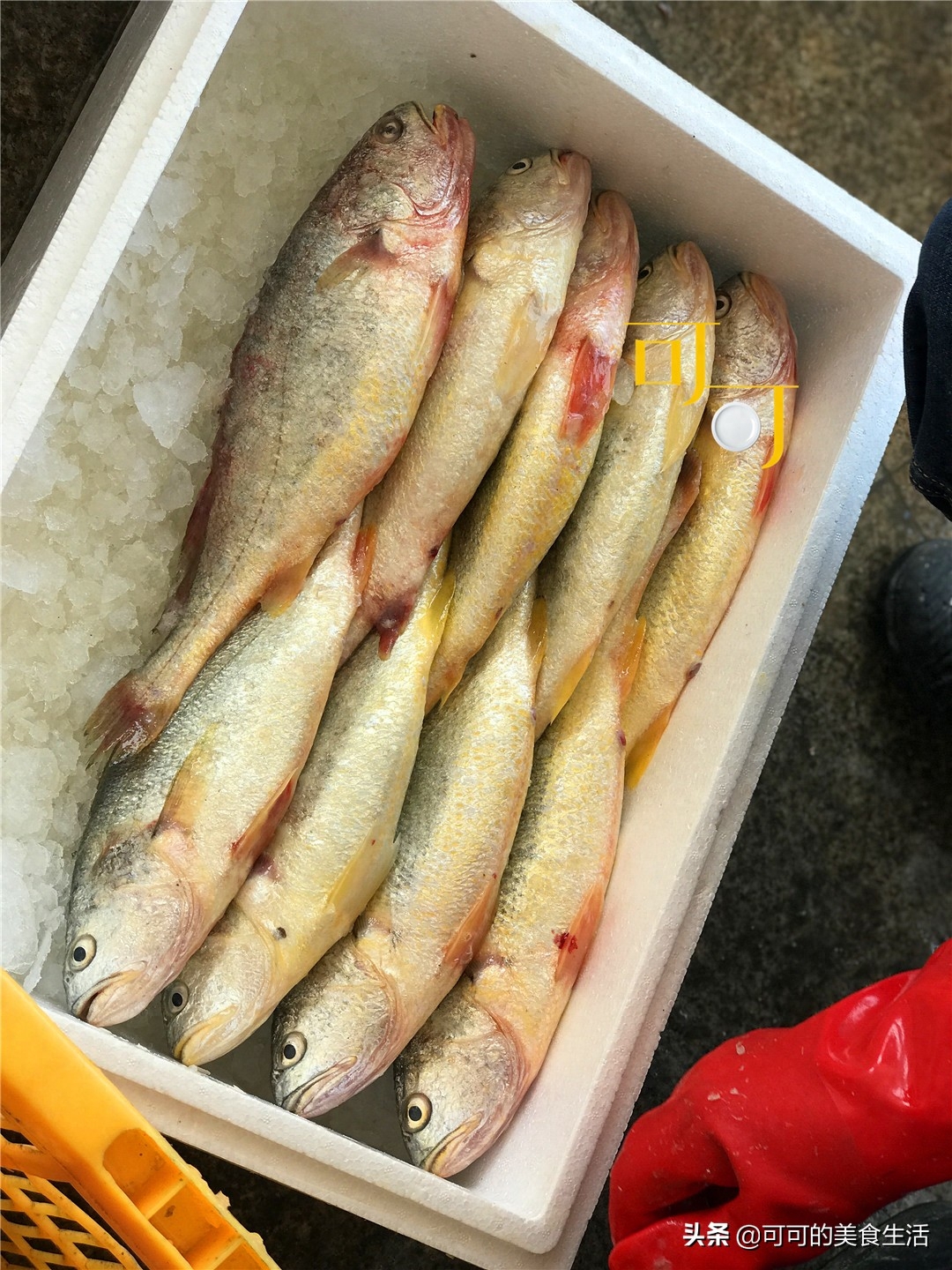 国外景点鱼片_国外经常吃的鱼_国外的鱼照片