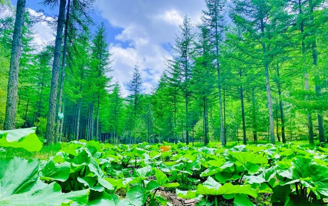 银川有什么好玩的景点_银川游玩景点_银川好玩的景点