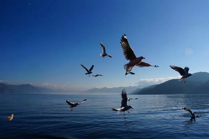 泸沽湖旅游攻略住宿_泸沽湖住宿攻略情人树_泸沽湖旅游攻略住宿