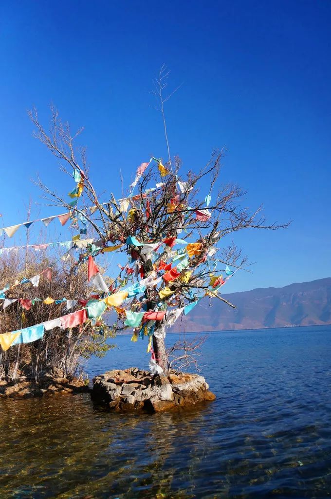 泸沽湖旅游攻略住宿_泸沽湖住宿攻略情人树_泸沽湖旅游攻略住宿