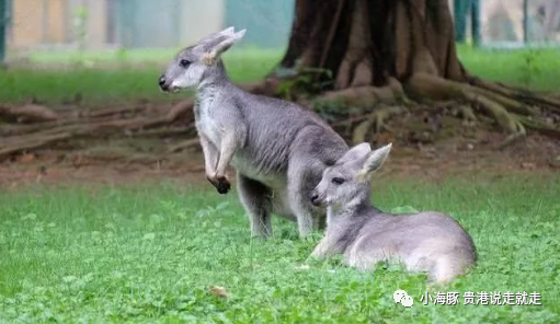 万隆旅游攻略徐州到常州恐龙园_南宁旅游攻略必玩的景点_南宁动物园旅游攻略