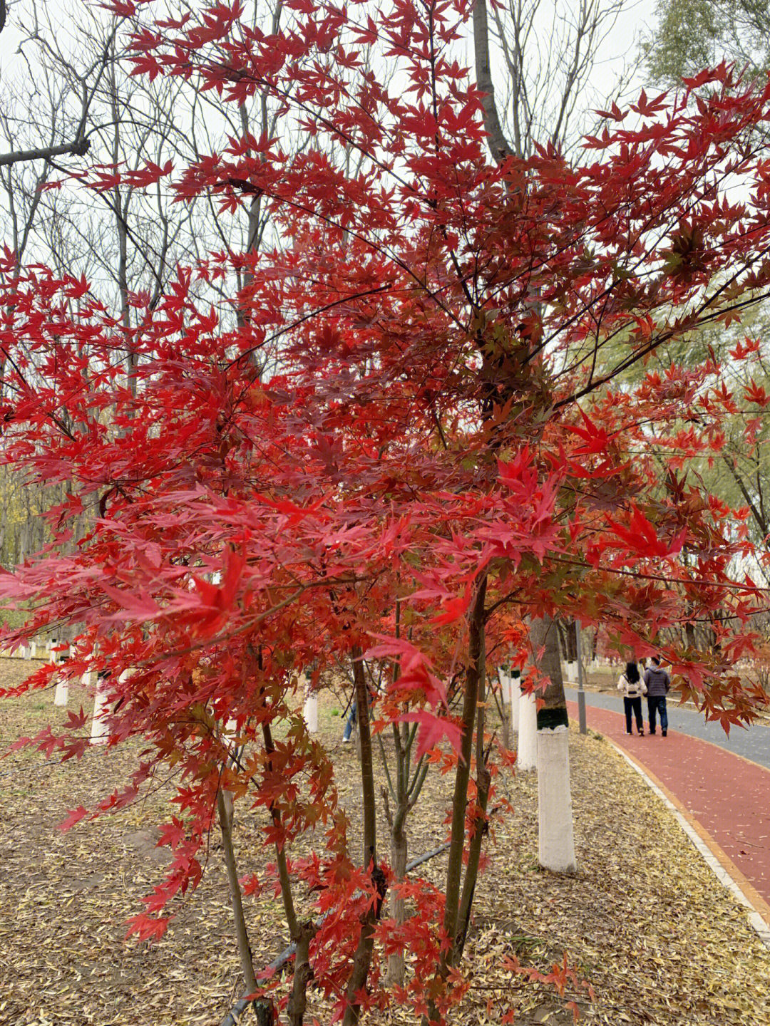 本溪不用门票好玩处_本溪旅游攻略必玩的景点_本溪好玩的景点