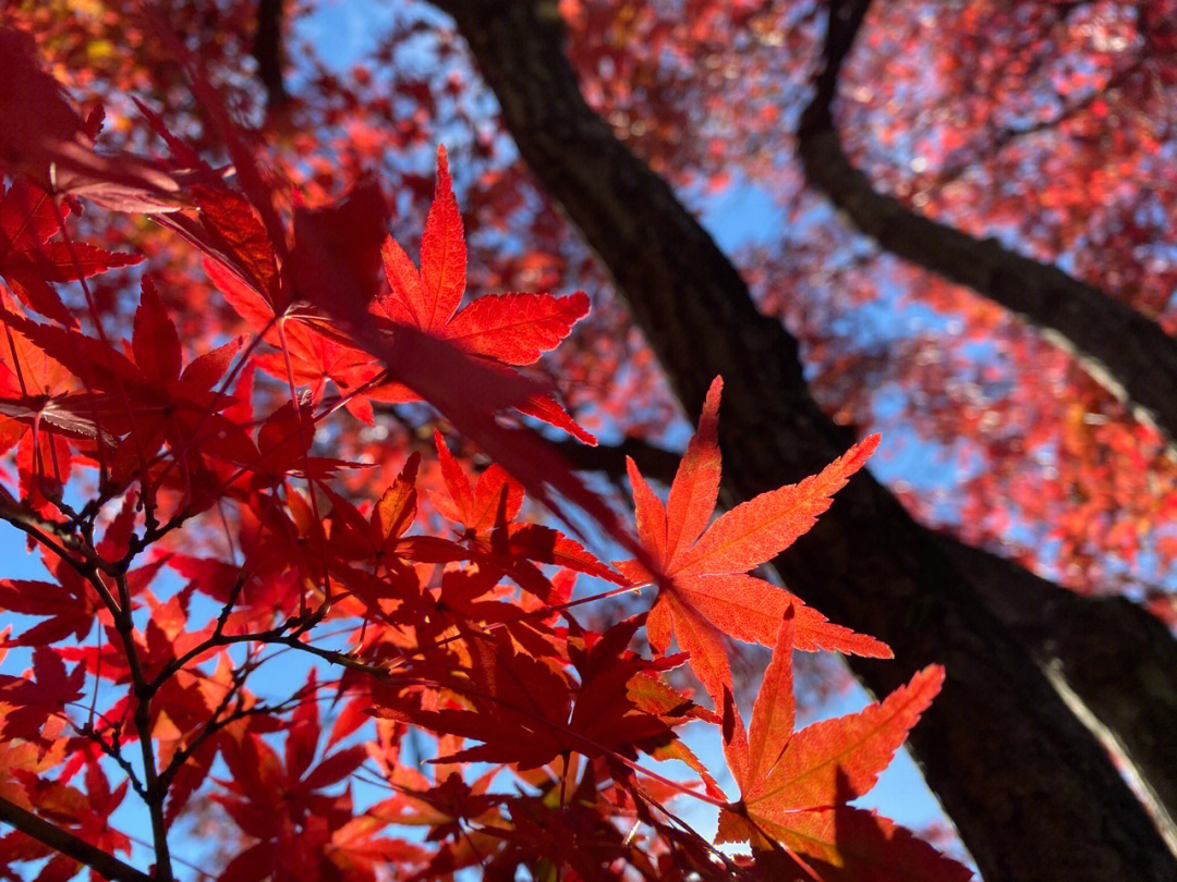 本溪旅游攻略必玩的景点_本溪好玩的景点_本溪不用门票好玩处