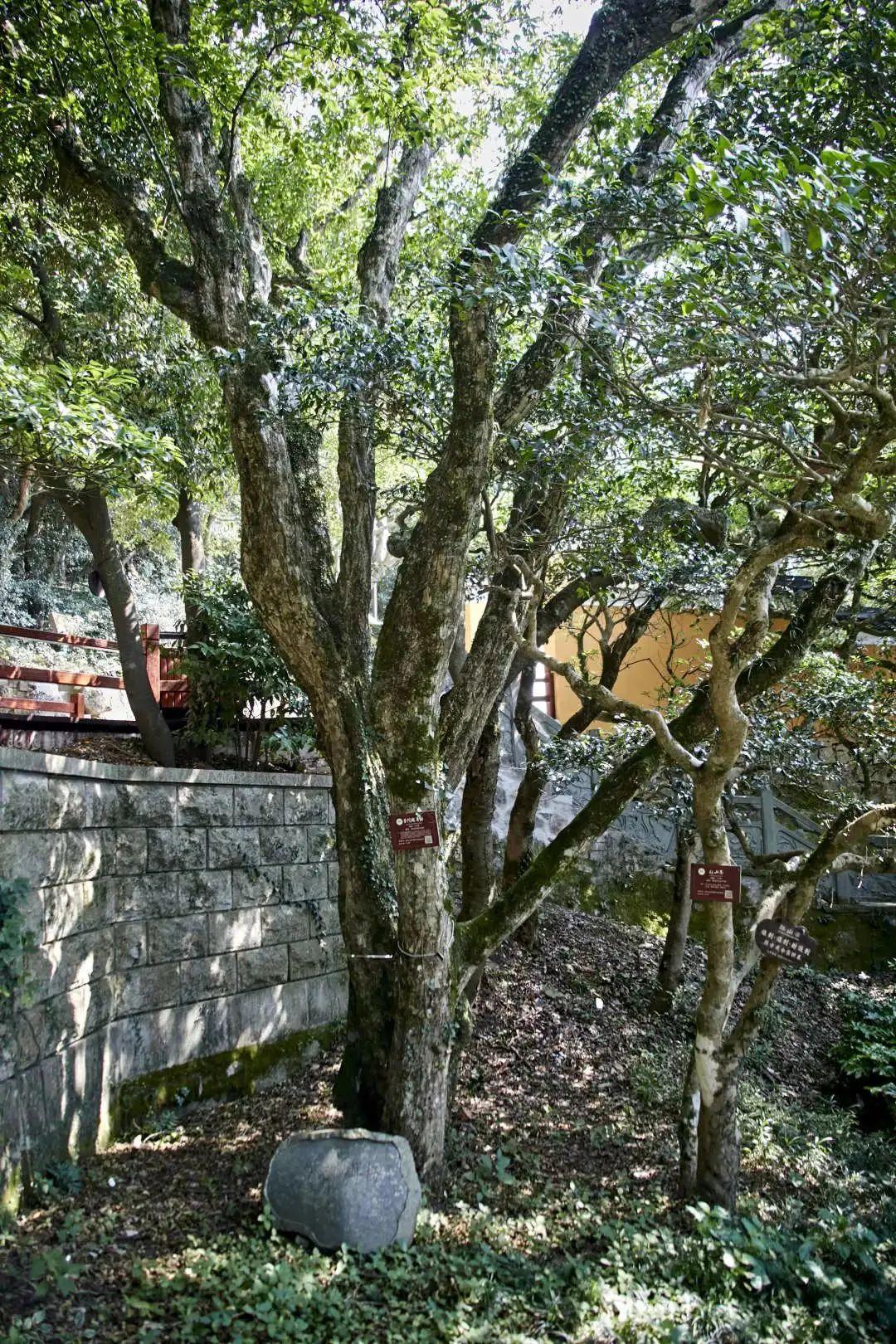 普陀朱家尖旅游攻略_去普陀山旅游攻略_去崛山旅游作文500字