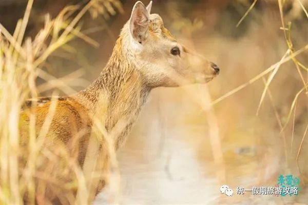 大连到长白山一路上好玩的景点_大连到长白山路过哪些城市_长白山到大连沿途景点