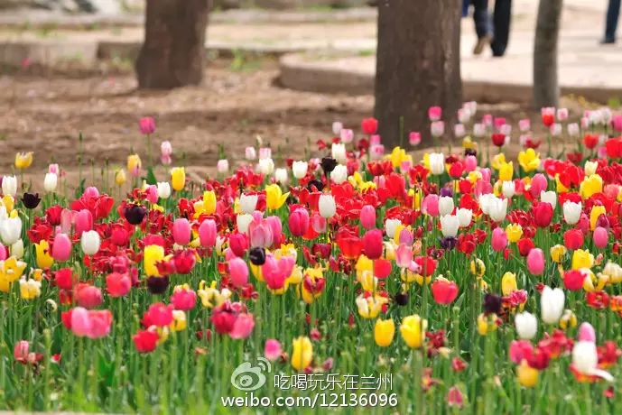 兰州五泉山在哪儿_兰州市五泉山旅游攻略_兰州五泉山具体位置