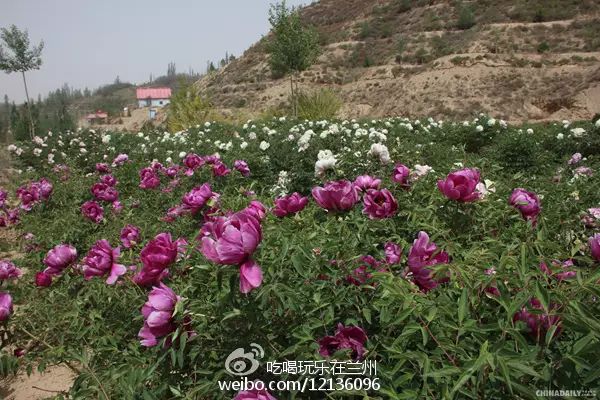 兰州五泉山具体位置_兰州市五泉山旅游攻略_兰州五泉山在哪儿