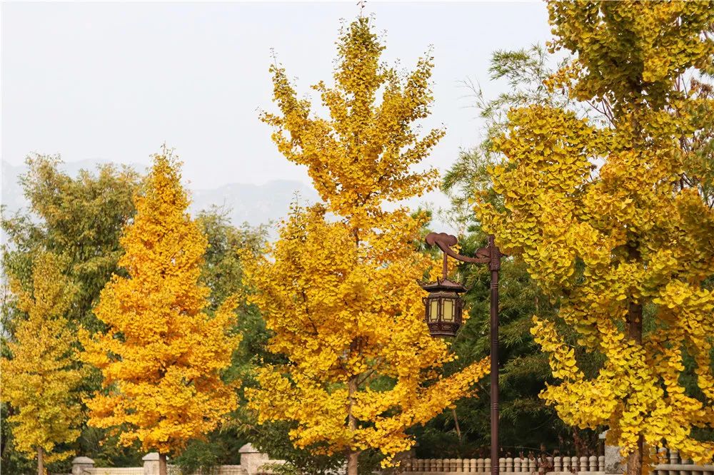 费县旅游景点大全便宜_费县好玩的景点_费县景点