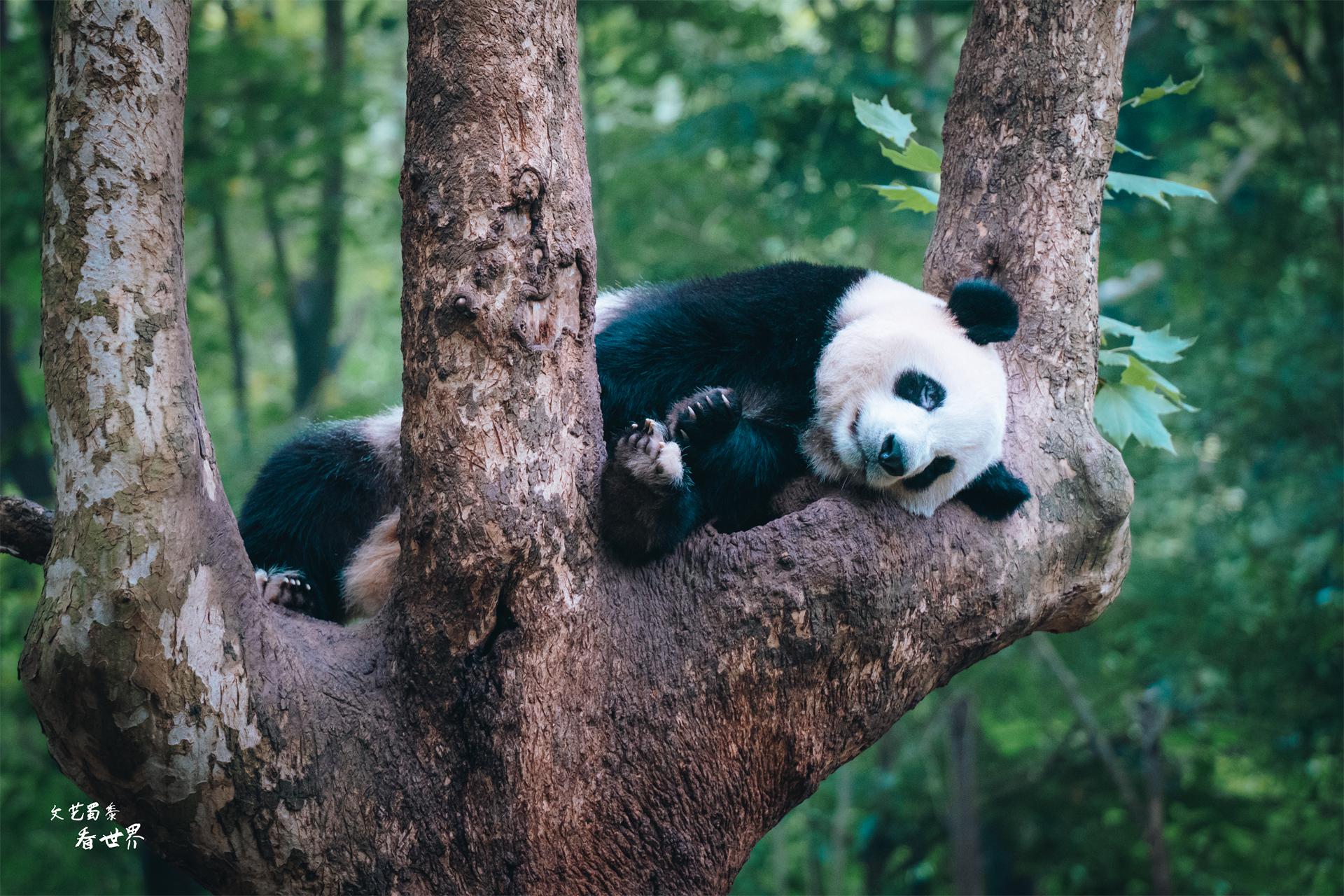 好玩景点成都有哪些_成都有什么好玩的景点吗_成都有没有好耍的景区