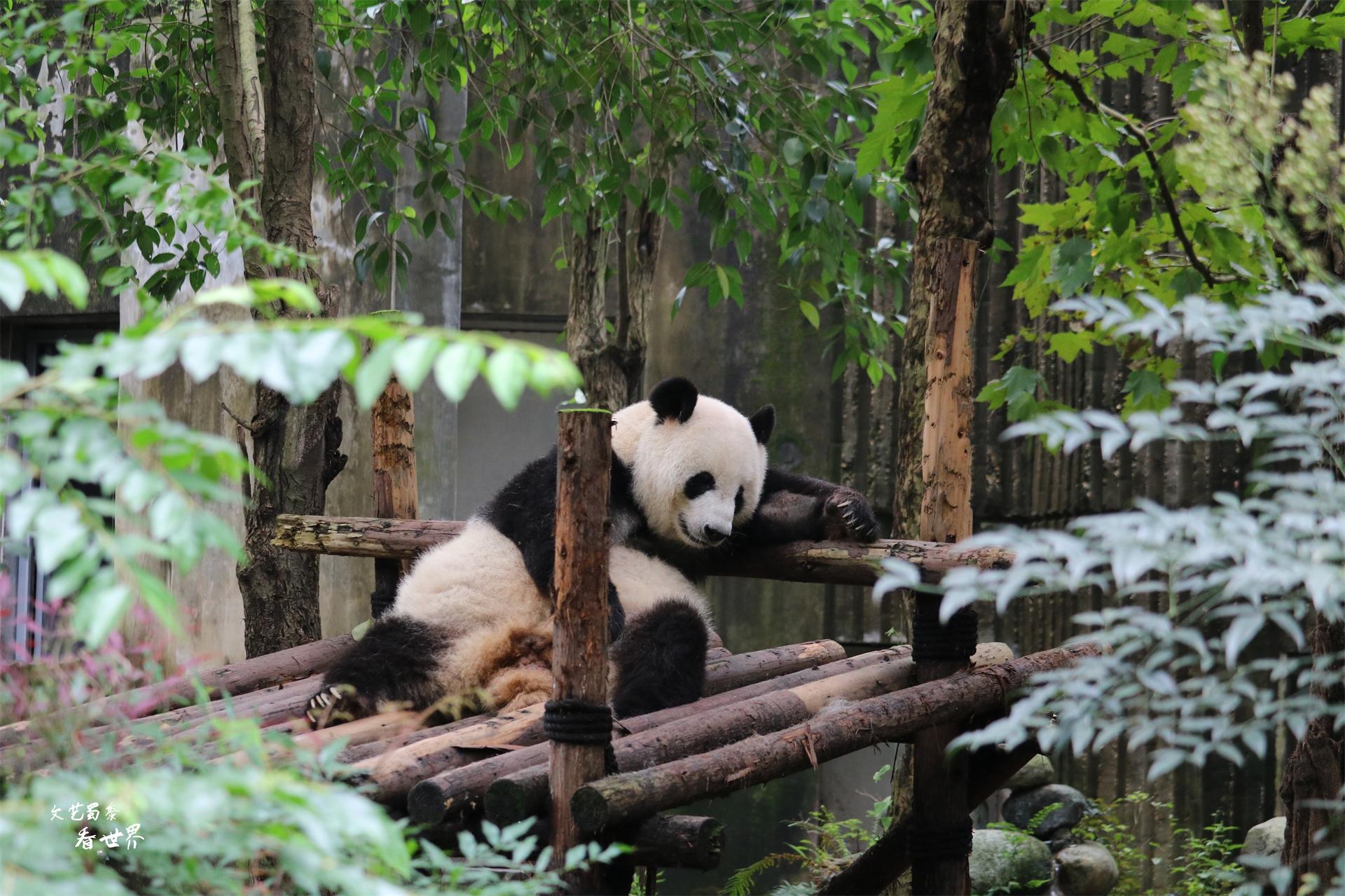 成都有什么好玩的景点吗_好玩景点成都有哪些_成都有没有好耍的景区