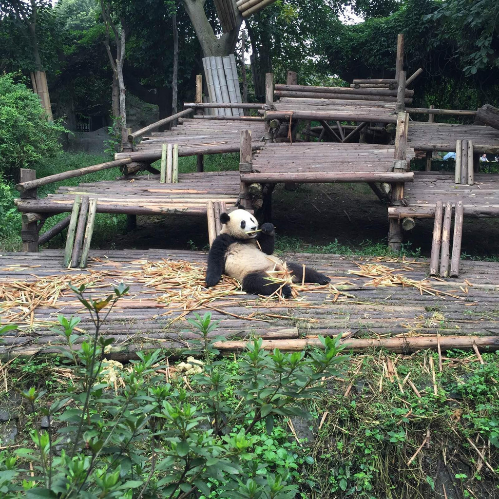 成都有什么好玩的景点吗_成都的好玩景点_好玩景点成都有什么