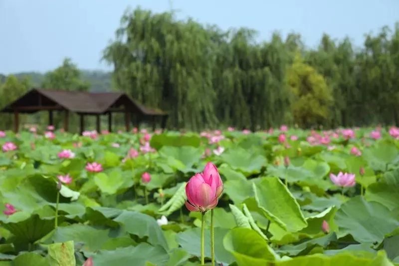 家朋旅游攻略_侗家古寨旅游攻略_安徽绩溪家朋旅游