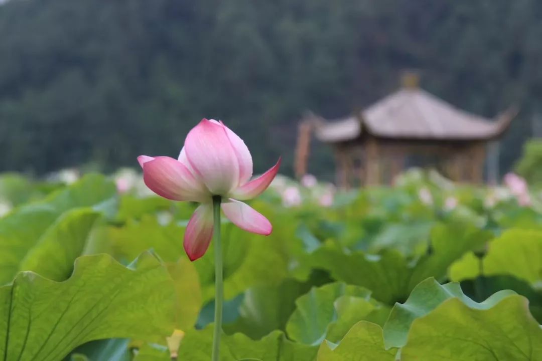 安徽绩溪家朋旅游_家朋旅游攻略_侗家古寨旅游攻略