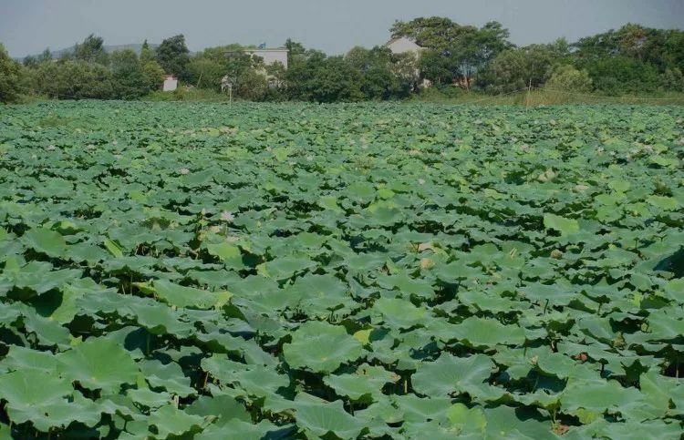 家朋旅游攻略_安徽家朋油菜花攻略_邬立朋家人的关系