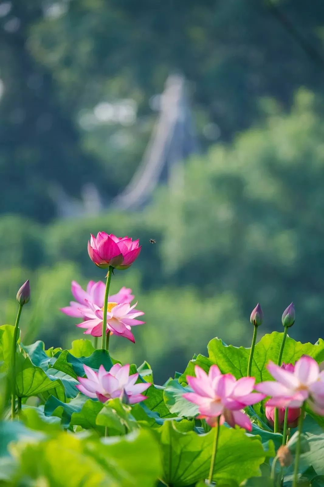 安徽家朋油菜花攻略_邬立朋家人的关系_家朋旅游攻略