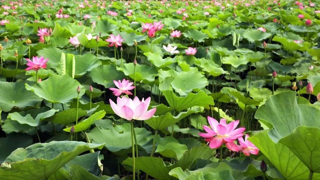 邬立朋家人的关系_安徽家朋油菜花攻略_家朋旅游攻略