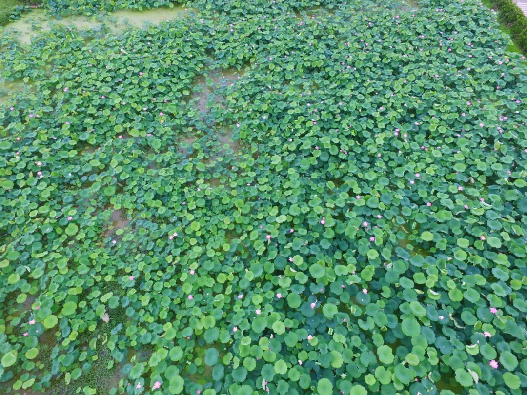 安徽家朋油菜花攻略_邬立朋家人的关系_家朋旅游攻略