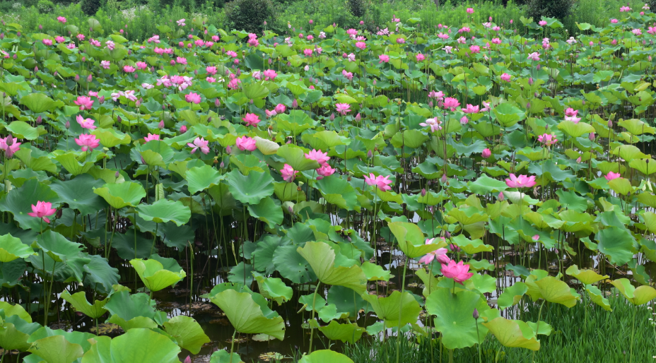 安徽家朋油菜花攻略_邬立朋家人的关系_家朋旅游攻略