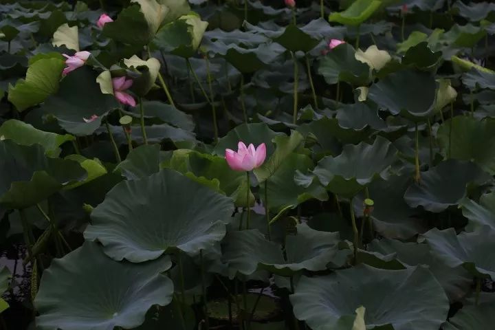 安徽家朋油菜花攻略_邬立朋家人的关系_家朋旅游攻略