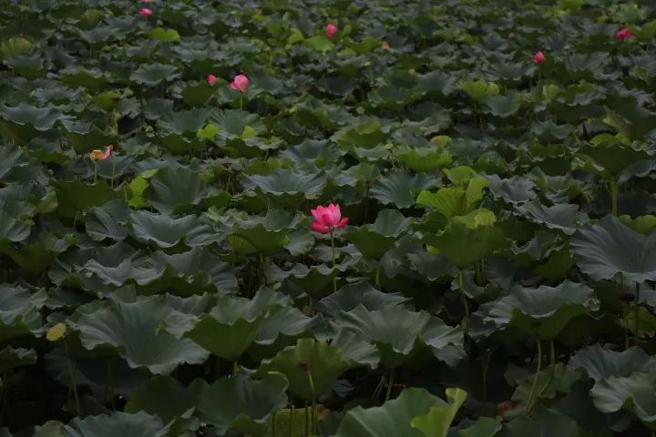 邬立朋家人的关系_家朋旅游攻略_安徽家朋油菜花攻略