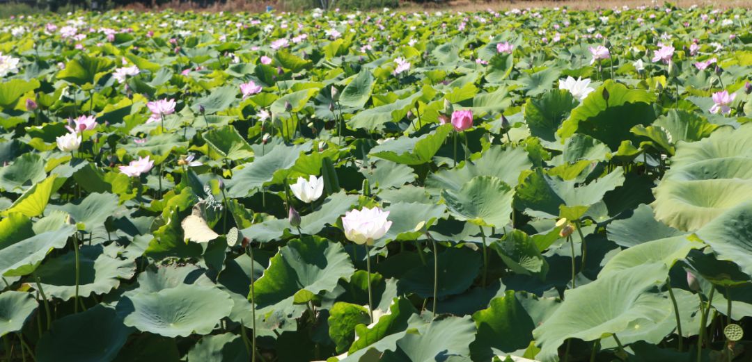 家朋旅游攻略_安徽家朋油菜花攻略_邬立朋家人的关系