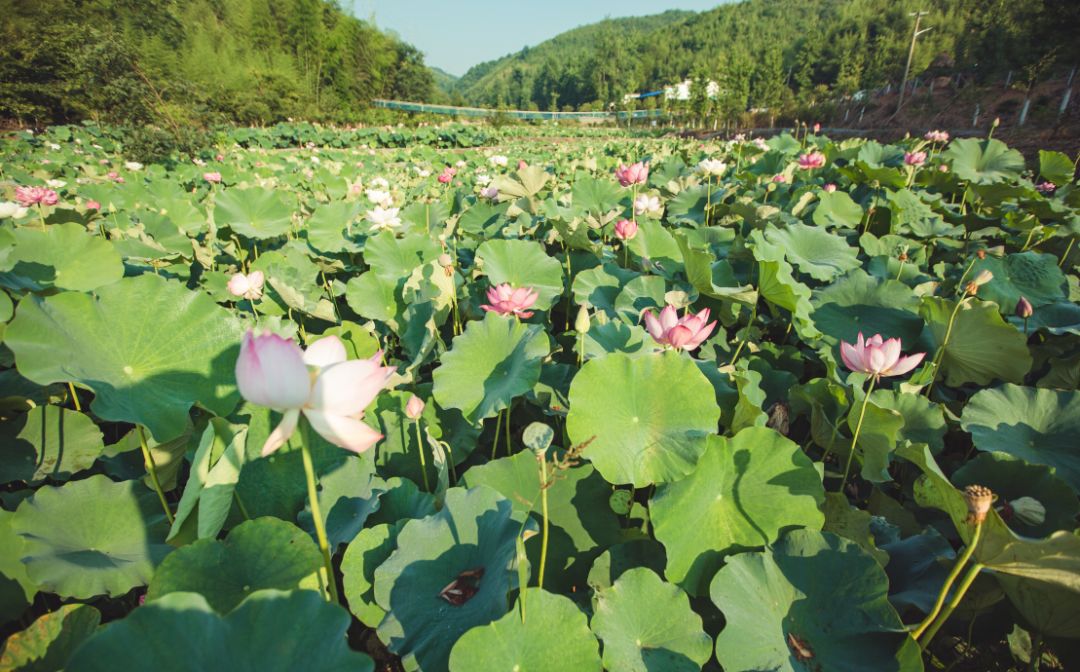 邬立朋家人的关系_家朋旅游攻略_安徽家朋油菜花攻略