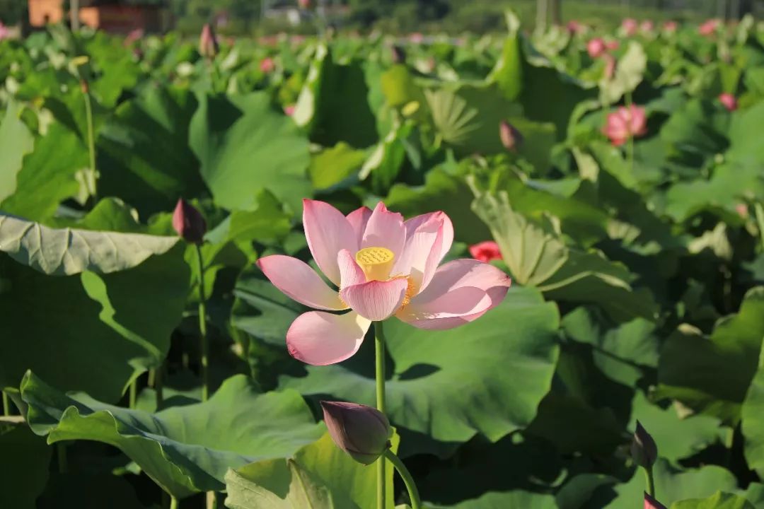 邬立朋家人的关系_家朋旅游攻略_安徽家朋油菜花攻略