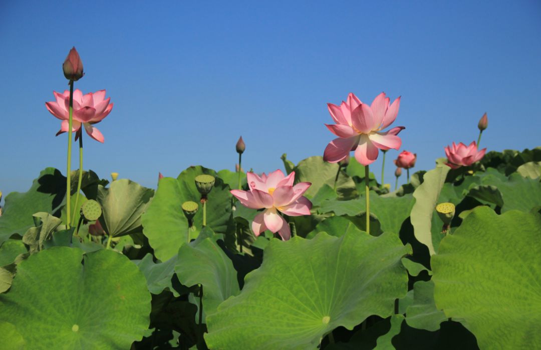 家朋旅游攻略_邬立朋家人的关系_安徽家朋油菜花攻略