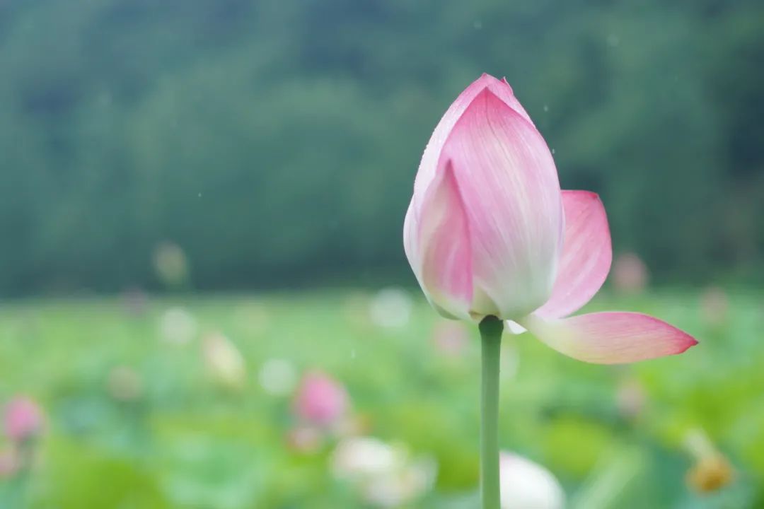 安徽家朋油菜花攻略_邬立朋家人的关系_家朋旅游攻略