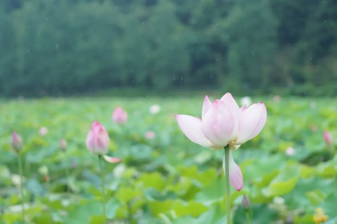 邬立朋家人的关系_安徽家朋油菜花攻略_家朋旅游攻略