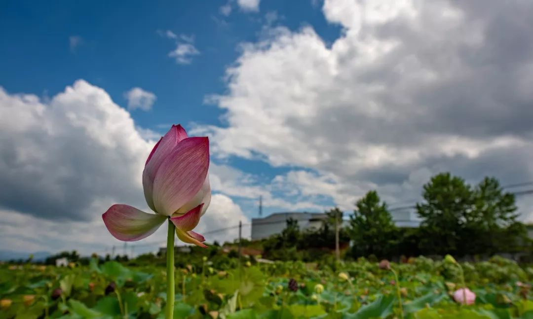 家朋旅游攻略_安徽家朋油菜花攻略_邬立朋家人的关系