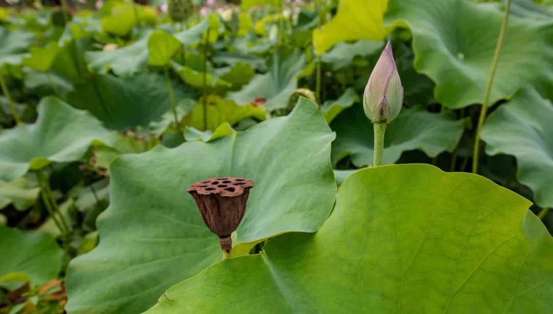 邬立朋家人的关系_安徽家朋油菜花攻略_家朋旅游攻略