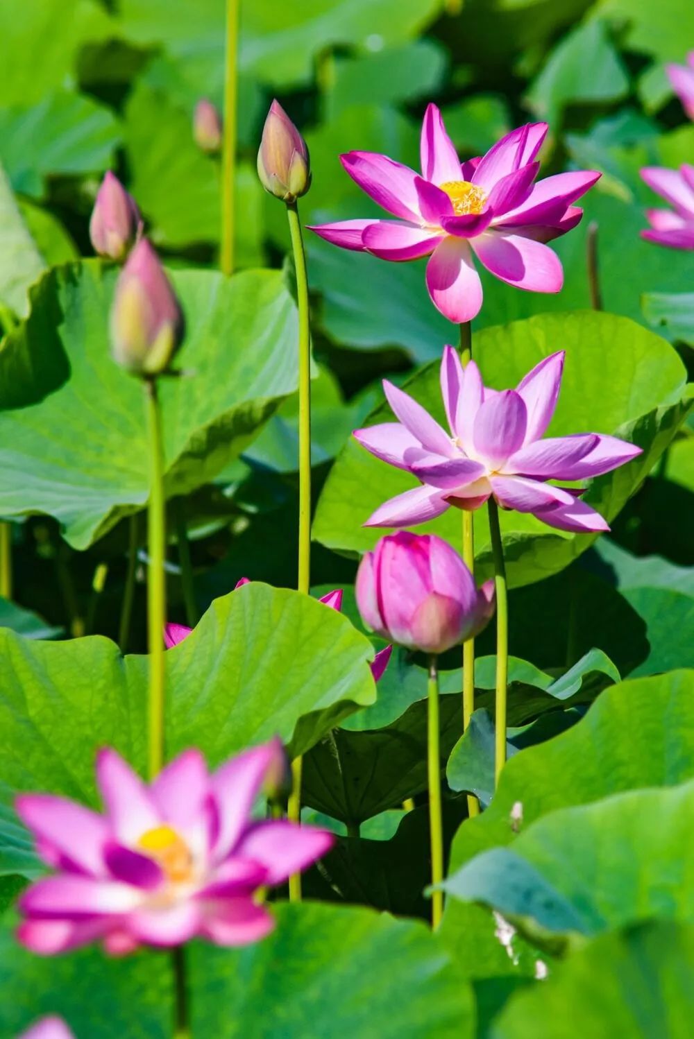 邬立朋家人的关系_安徽家朋油菜花攻略_家朋旅游攻略