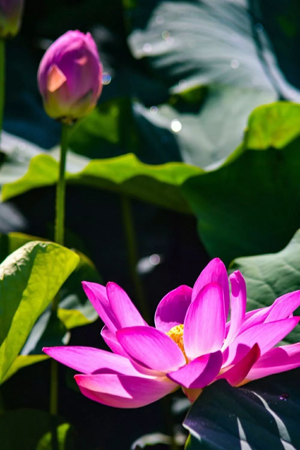 邬立朋家人的关系_家朋旅游攻略_安徽家朋油菜花攻略